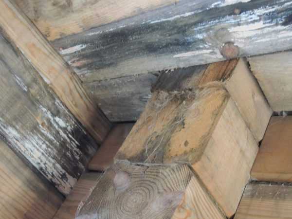 Дерево пораженное грибком Белый грибок на древесине