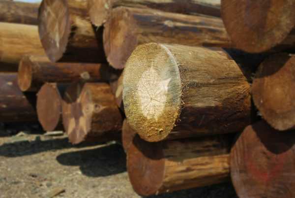 Пропитке подвергается только наружная часть бревна