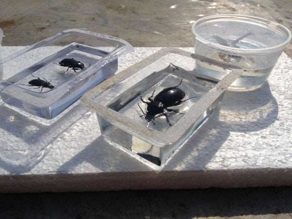 Заливка насекомых в смолу Смола эпоксидная прозрачная