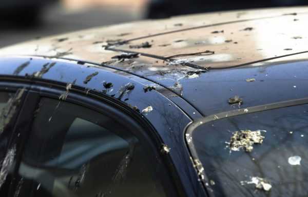 Птичий помет на кузове