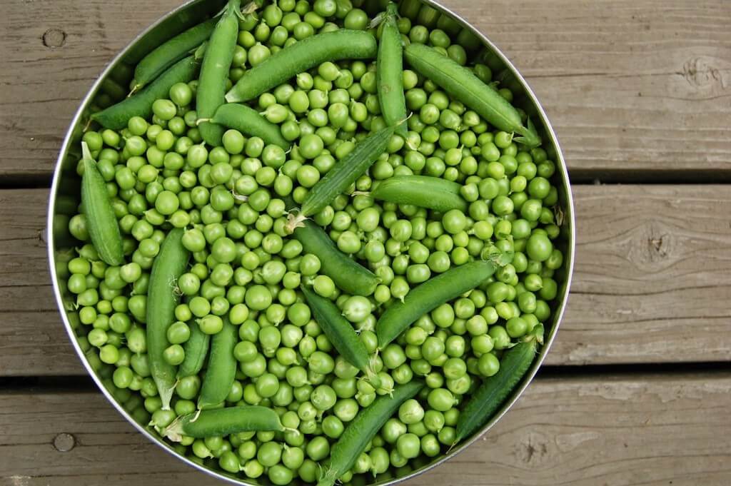 Как консервировать зеленый горошек в домашних условиях: 10 вкусных и простых рецептов на зиму